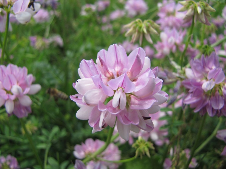 Вязель Янтарная пудра