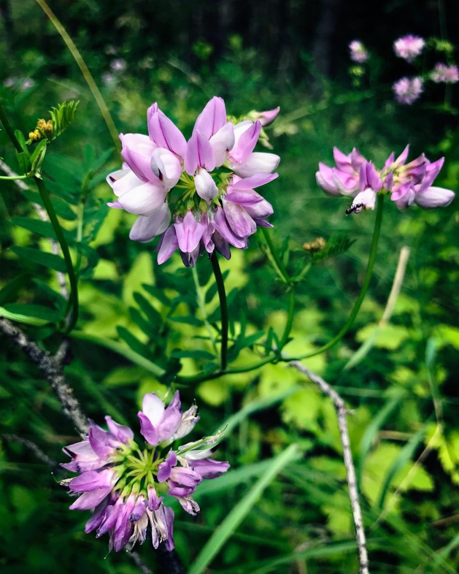 Вязель пестрый coronilla varia