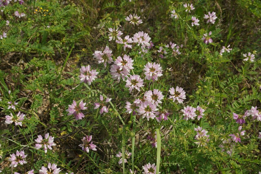 Вязель пестрый