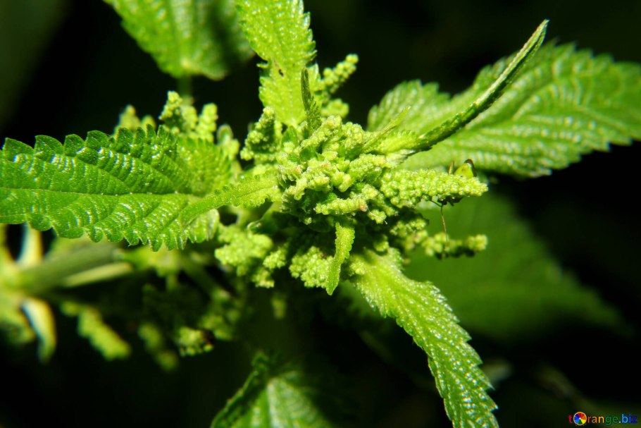 Крапива двудомная (Urtica dioica l.)