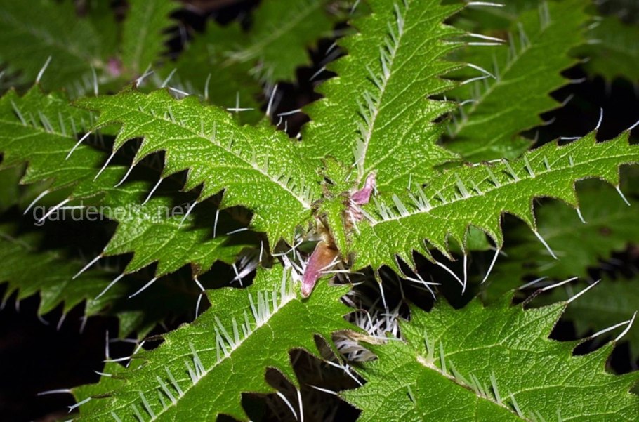 Urtica Ferox – Крапивное дерево Онгаонга