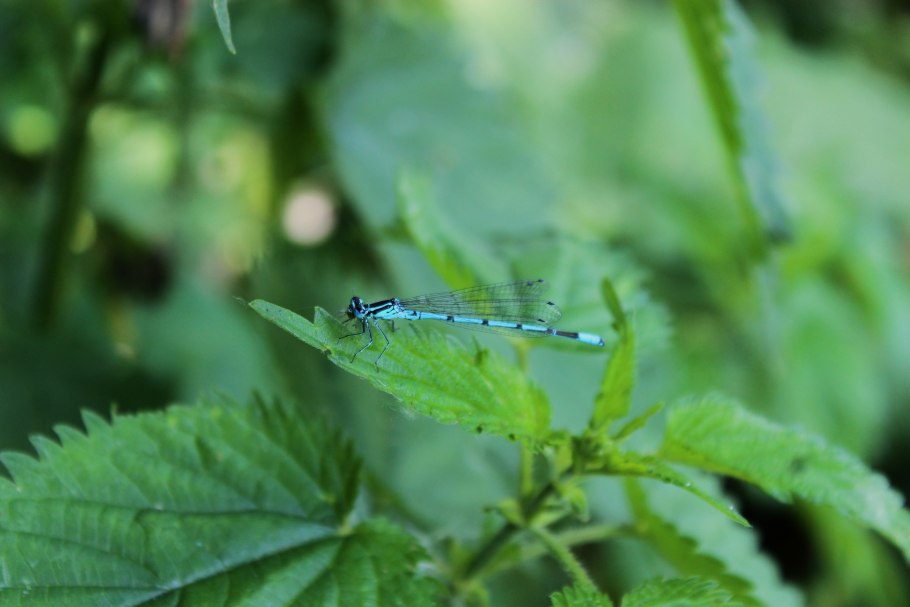 Путянг трава фото