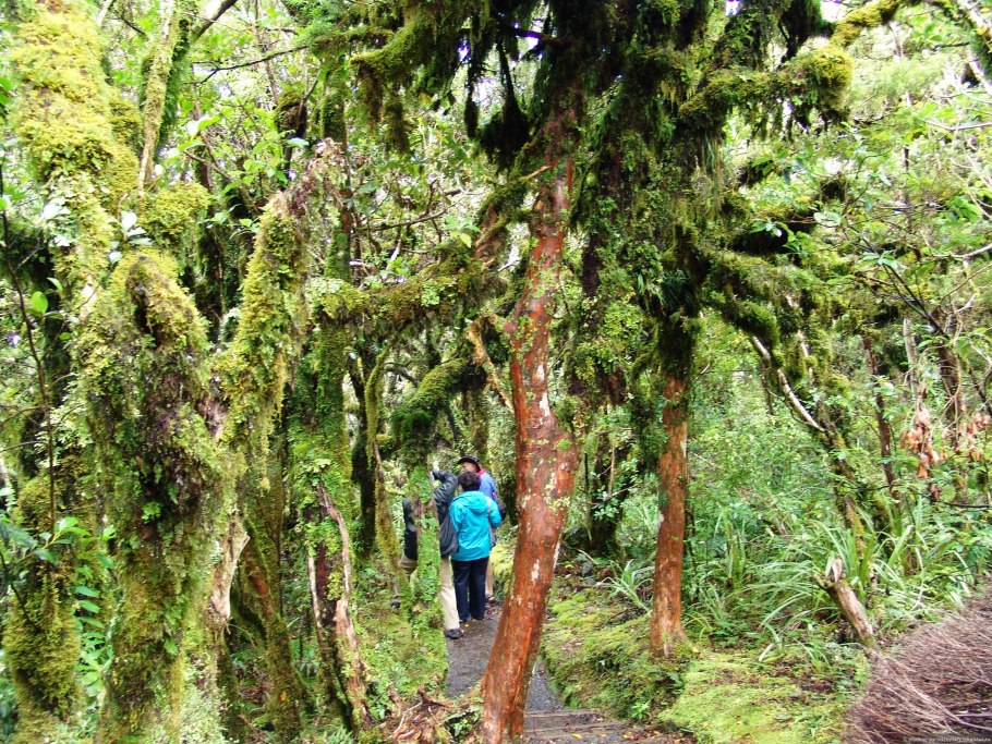 Крапива коноплевая (коноплевидная)