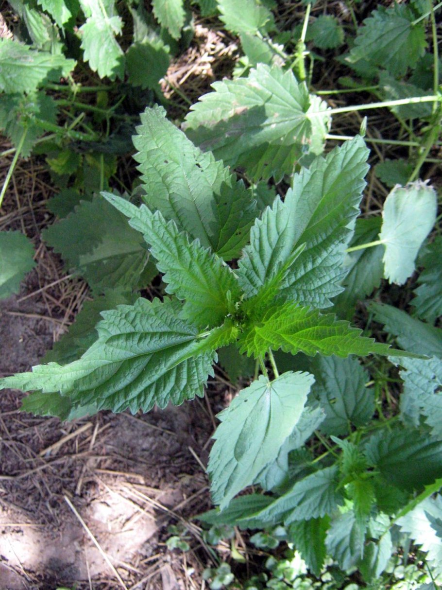 Джимпи-Джимпи жалящее дерево