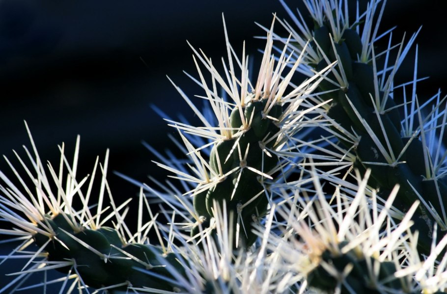 Крапива игольчатая