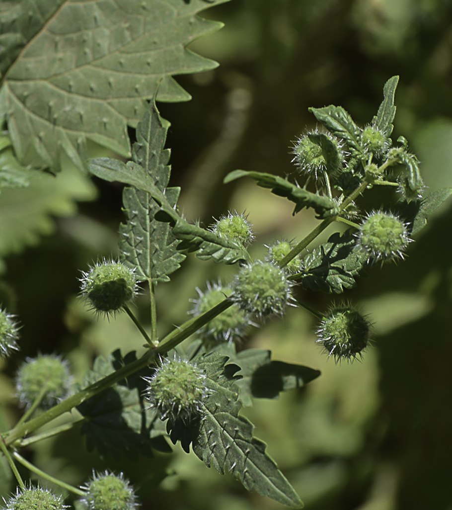 Крапива Онгаонга