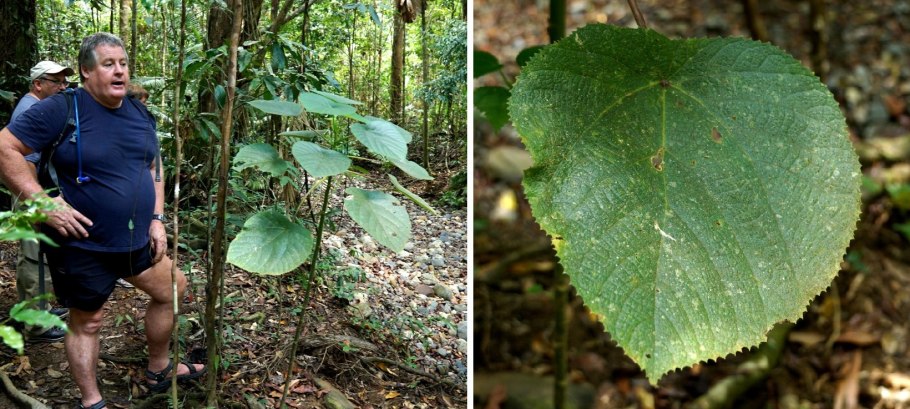 Свирепая крапива