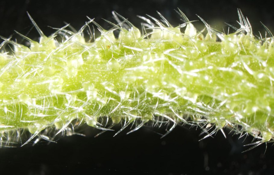 Сибирская крапива коноплевая