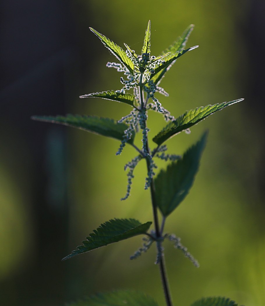 Камчатская крапива