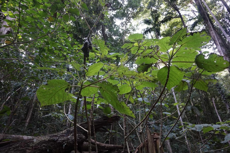 Крапива коноплевая (коноплевидная)