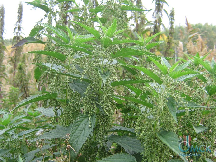 Новозеландское Крапивное дерево