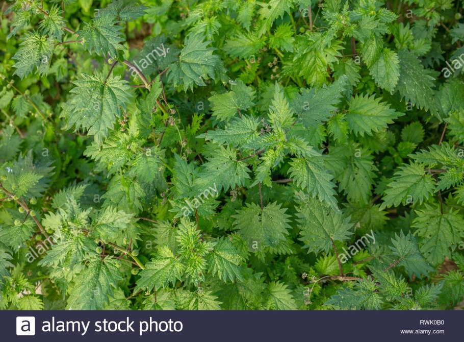 Стебель крапивы