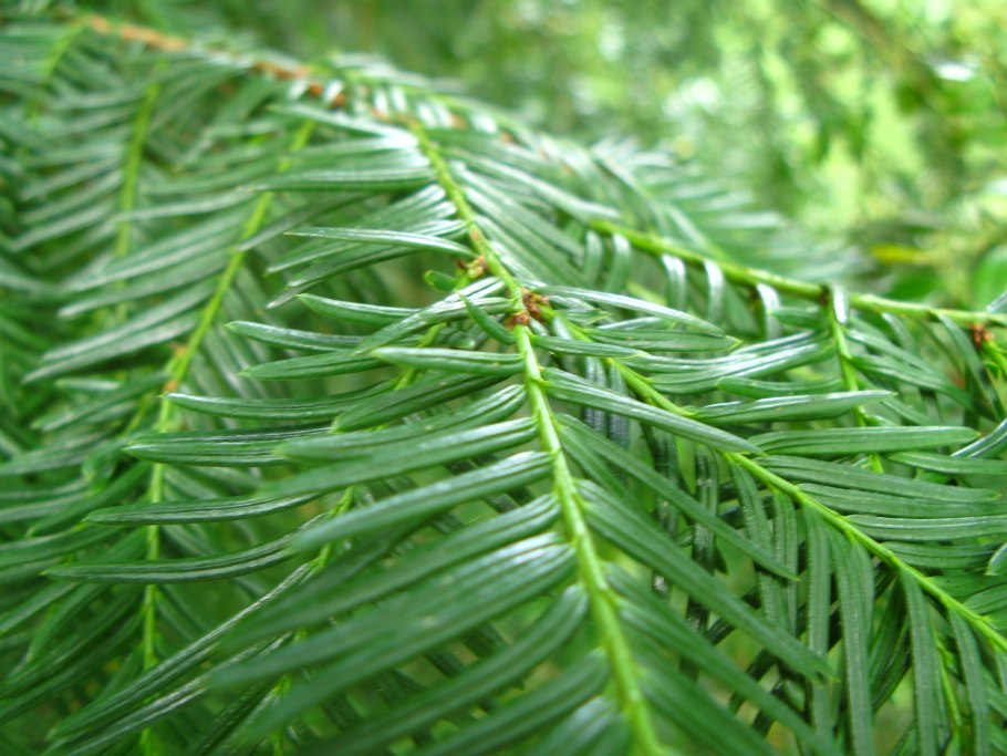 Гимпи Гимпи растение