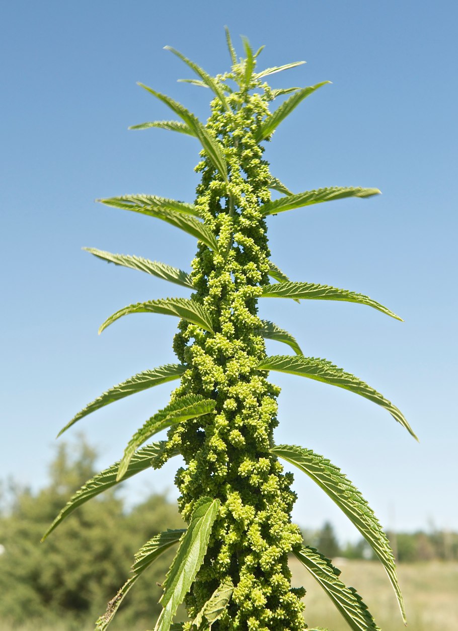 Крапивное заговенье 11 июля