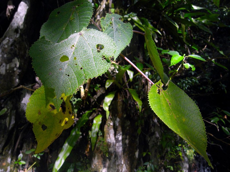 Крапива двудомная с гусеницами