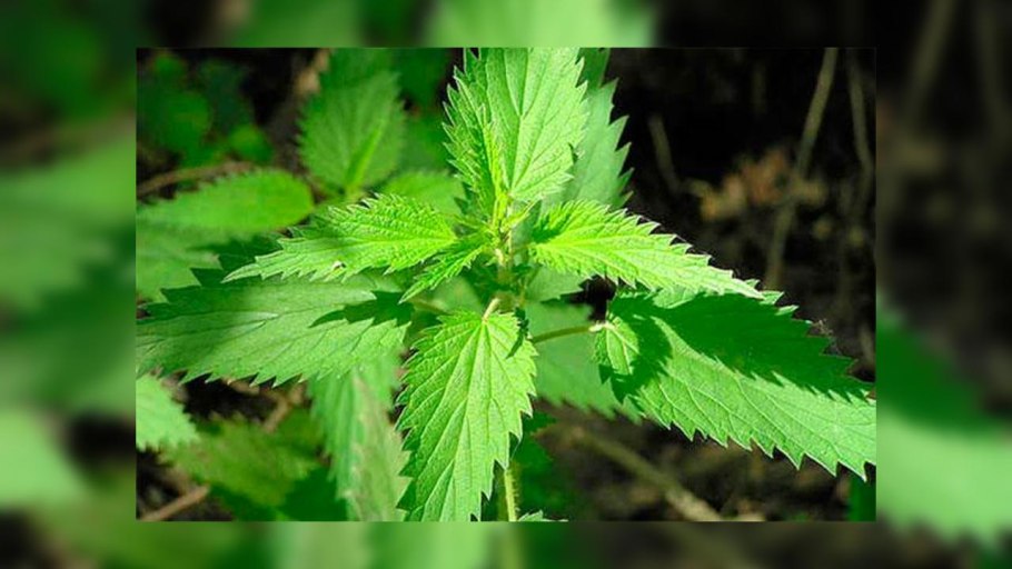 Крапива двудомная