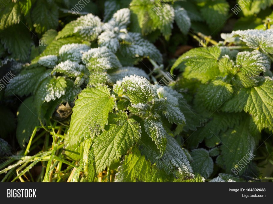 Гимпи Гимпи растение