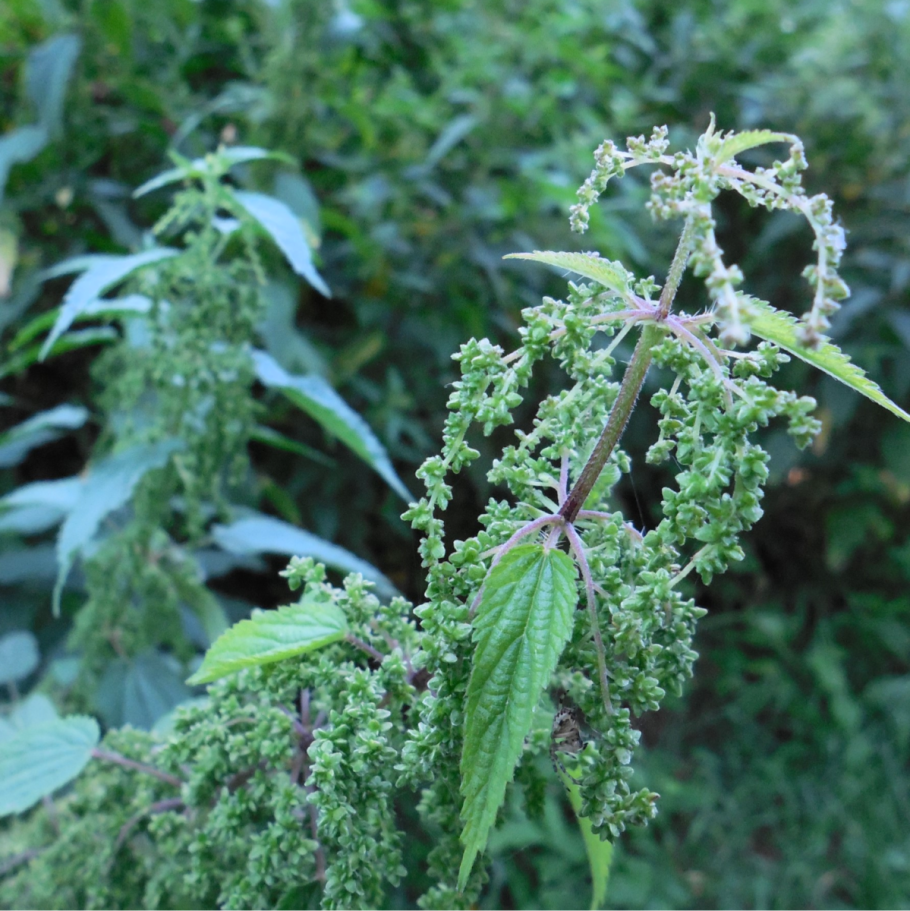 Крапива Северная