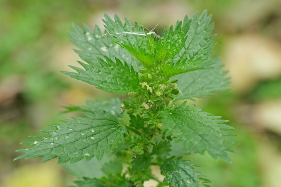 World stinging Nettle eating Championship.