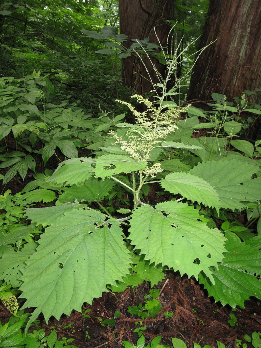 Джимпи-Джимпи жалящее дерево