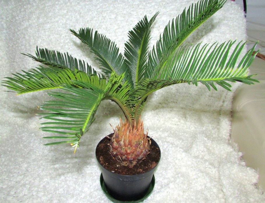 Livistona chinensis