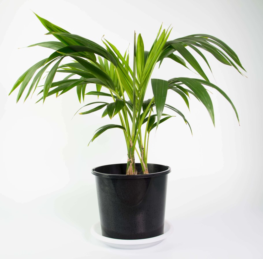 Пальма Кентия Ховея