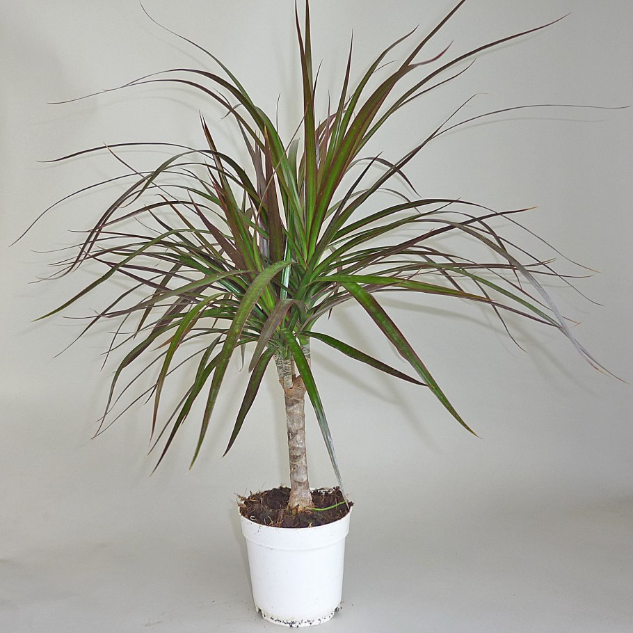 Драцена Маргината