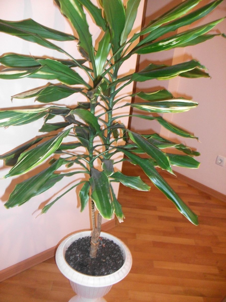 Комнатное растение похожее на пальму