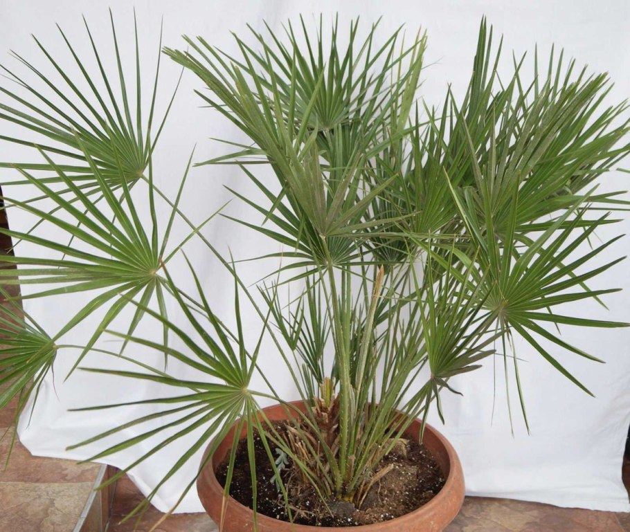 Пальмы сорта Хамеропс