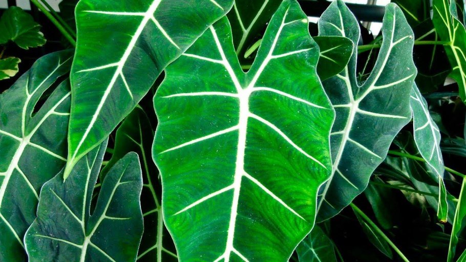 Алоказия псевдосандериана