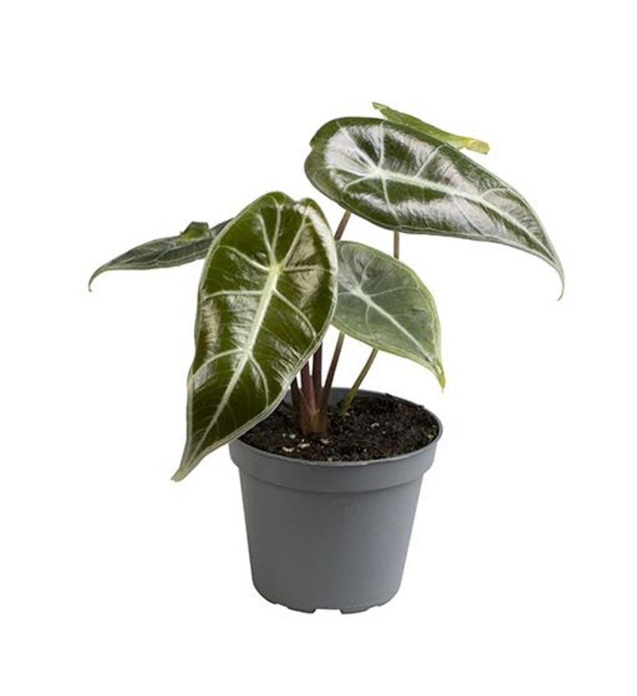 Алоказия Купрея