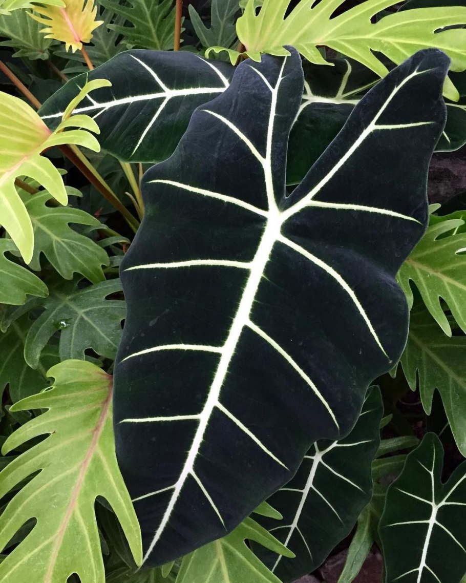 Алоказия Амазоника Бамбино