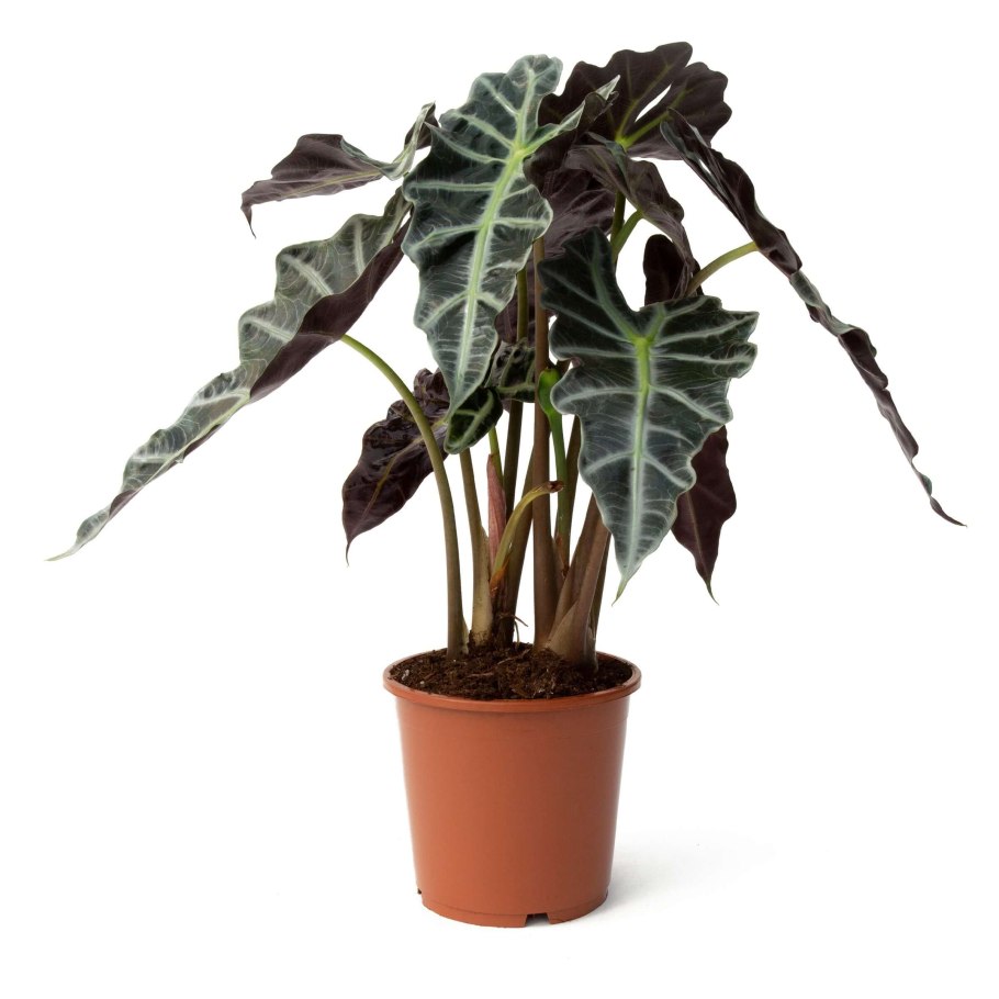 Алоказия macrorrhizos variegata