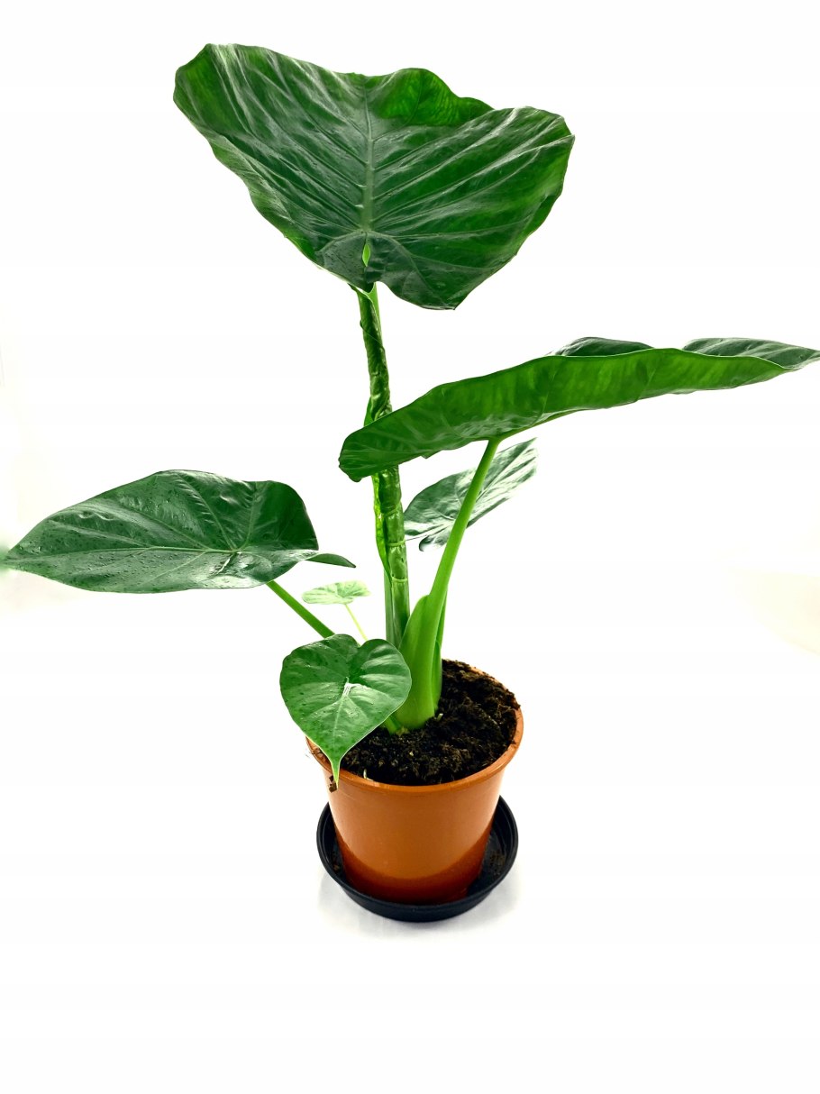 Цветок алоказия Арма