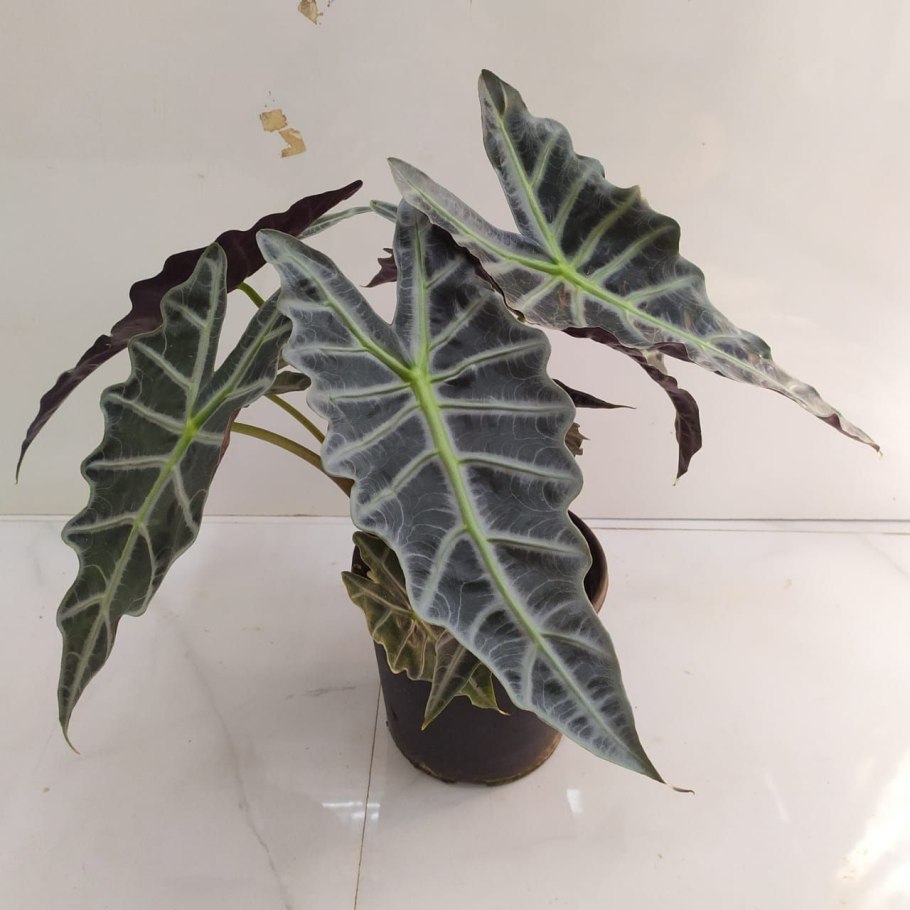 Alocasia longiloba 'Grandis'