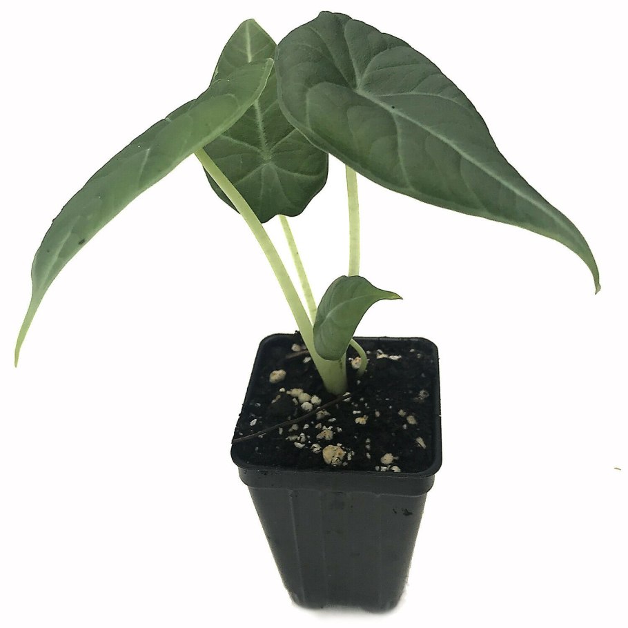 Алоказия эскулента