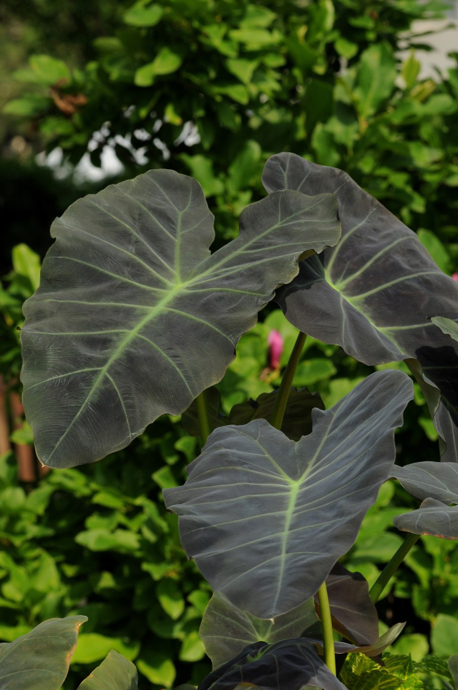 Колоказия гигантская