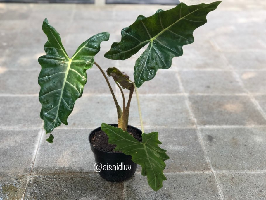 Алоказия Дварф