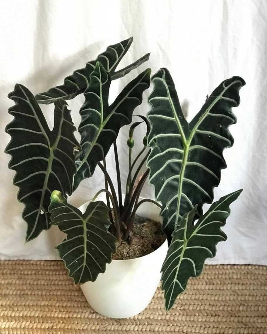 Alocasia longiloba (Red back)