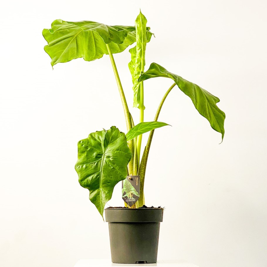 Алоказия brancifolia