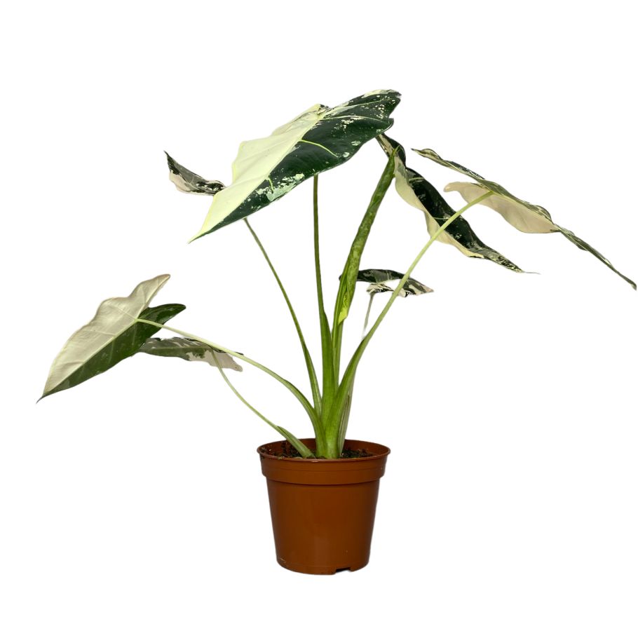 Алоказия Полли Black