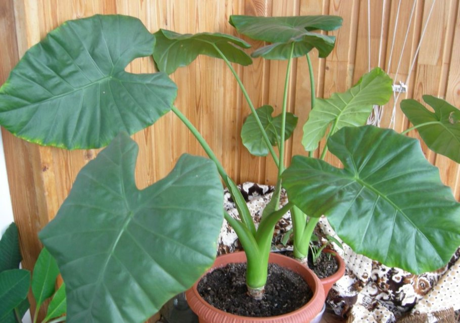 Алоказия Регал Шилдс