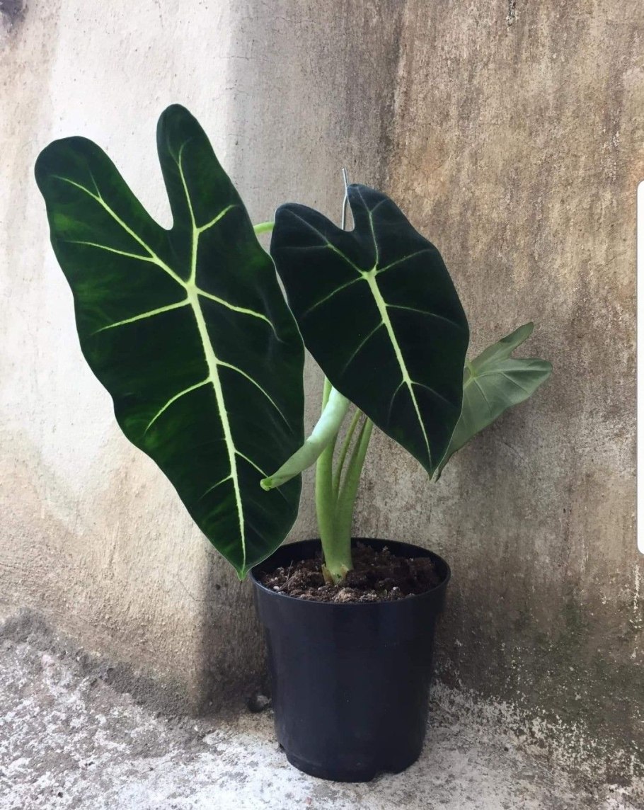 Алоказия Zebrina