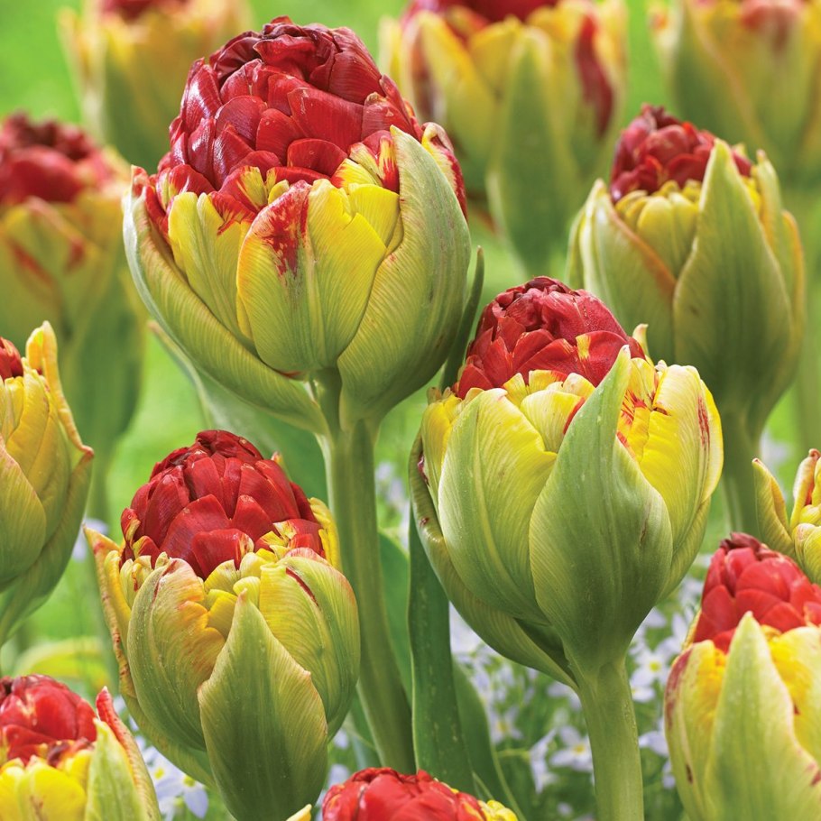 Тюльпан махровый поздний МАТЧСТИК