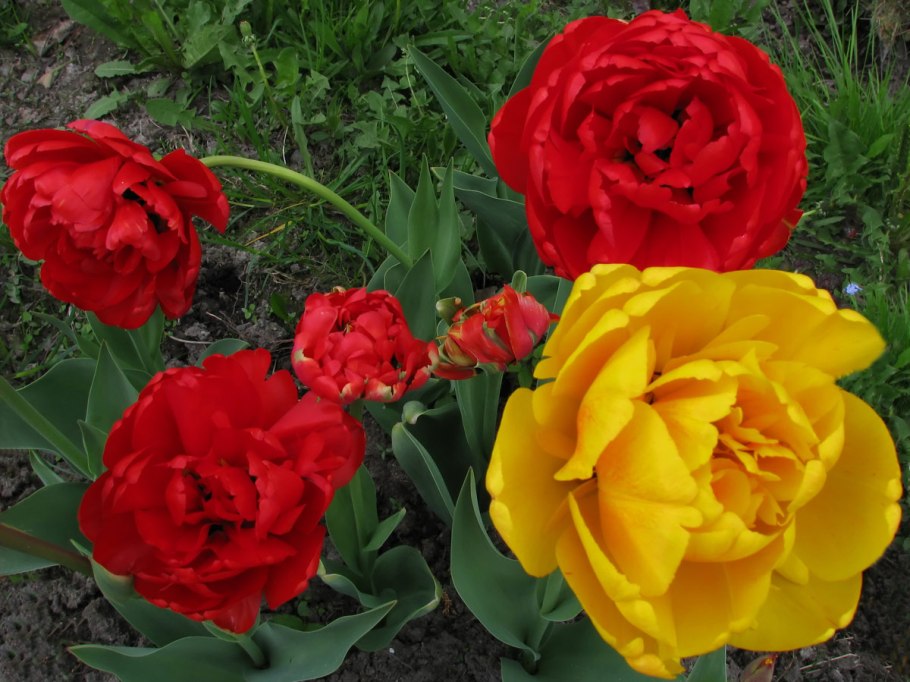 Тюльпан махровые 'Miranda'