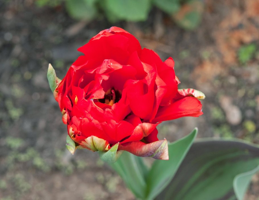 Redwood тюльпан