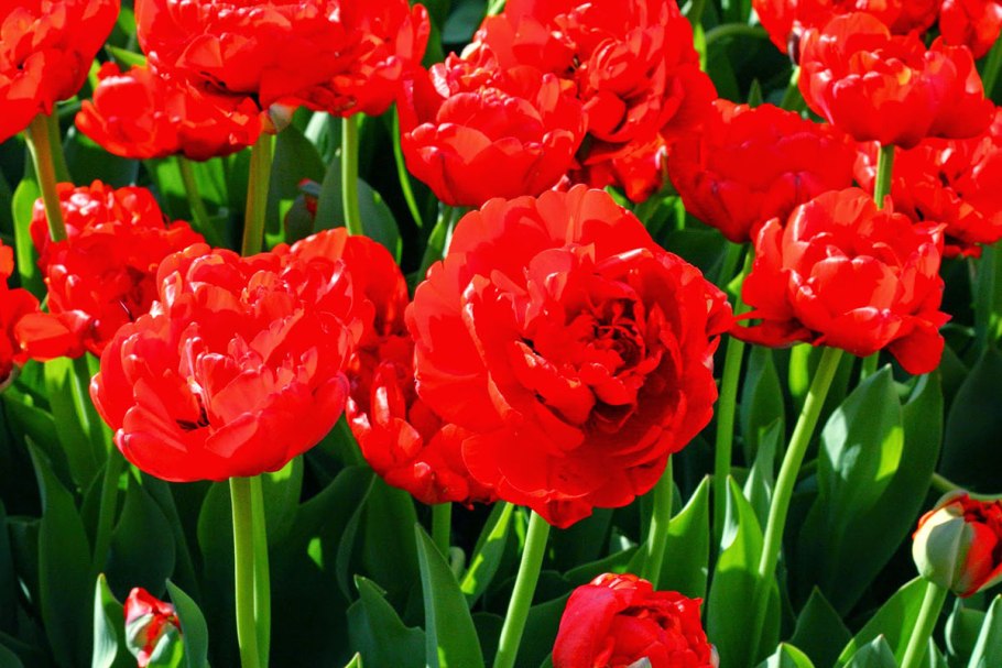 Тюльпан махровый ранний ABBA