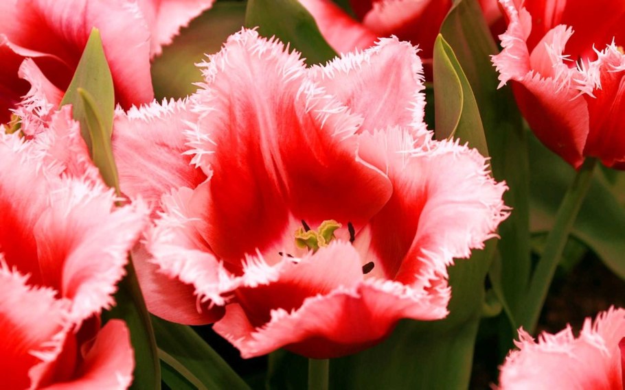 Тюльпан Криспион Свит