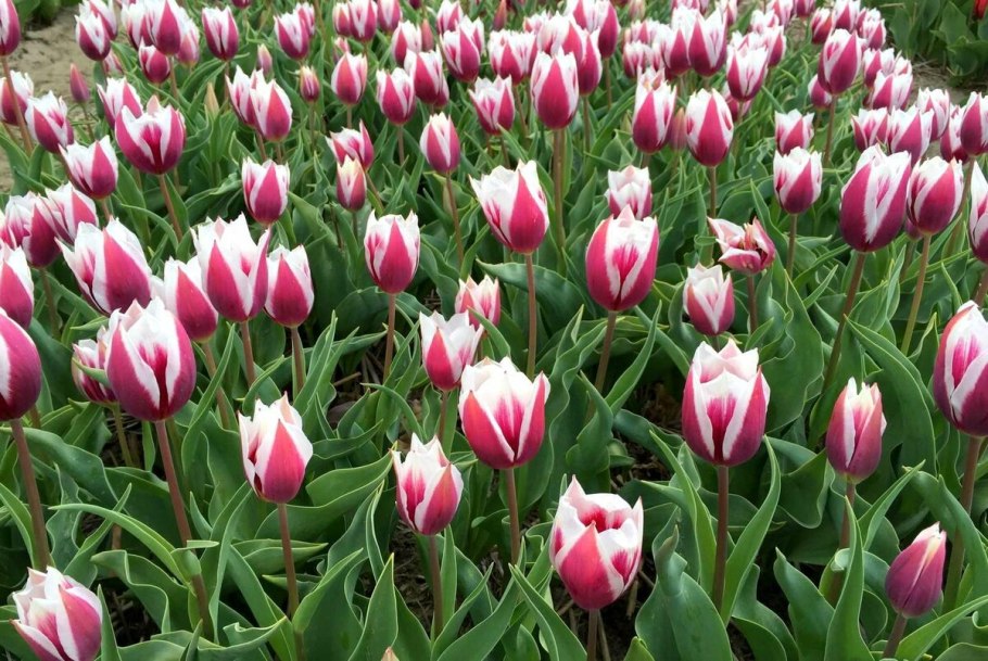 Тюльпан Candy Prince