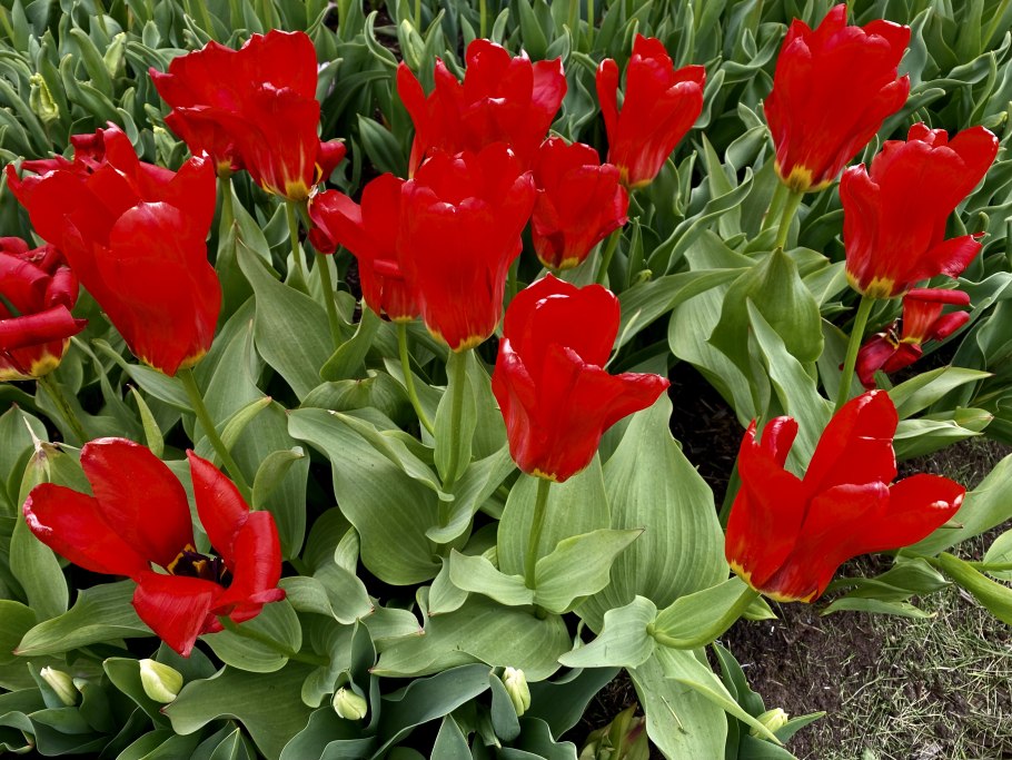 Тюльпан ред Имперор Эмперор фото